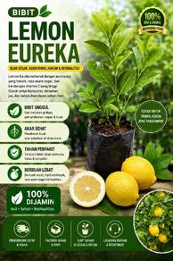 Bibit Pokok Lemon Eureka Berakar - Cepat Berbuah 