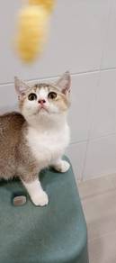 bsh calico female