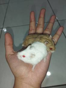 Hamster Dwarf Campbell