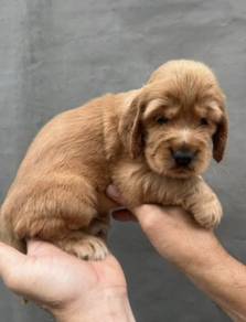 ENGLISH COCKER SPANIEL PUPPIES M180 🌻 Girl Brown