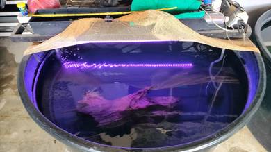 Tank Poly bekas bela ikan