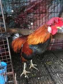 ayam hutan