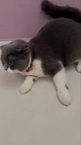bsh untuk dijual