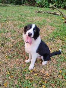 Bolder collie