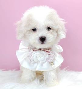 Poodle