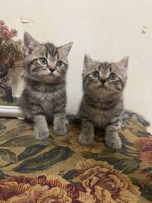 kitten bsh TABBY for rehome with fee