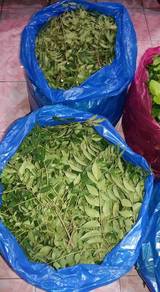 Daun kari fresh