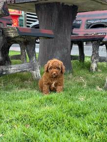 Toy poodle puppy