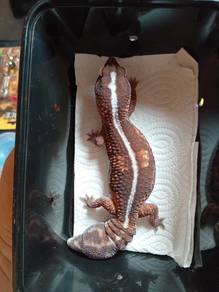 Fattail Gecko 