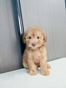 Maltipoo Female Puppies maltese mix poodle 