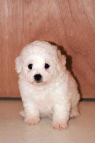 B13 Cute Bichon Puppy