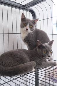 Beautiful 5-month-old cats