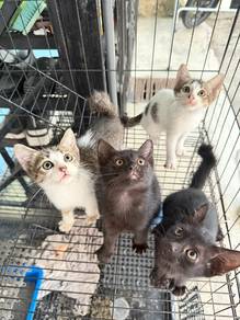 Anak kucing