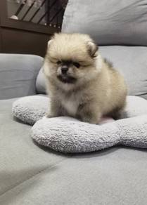 Tiny Pomeranian female