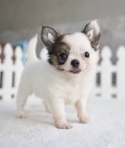 CHIHUAHUA PUPPIES 213 🌷Head Apple Cute Dog