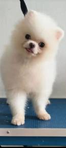 Pomeranian mating service 