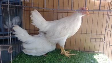 white leghorn pure