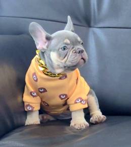 FRENCH BULLDOG PUPPIES FB325🌻Cute Puppy Male