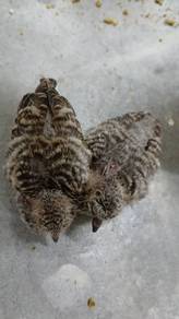 Anak burung merbuk 