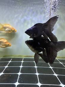Ikan Butterfly koi (short body)