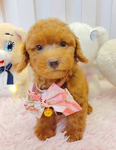 Poodle Toy