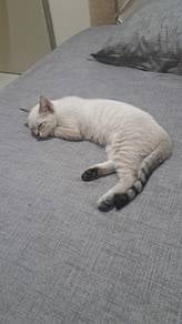 kucing