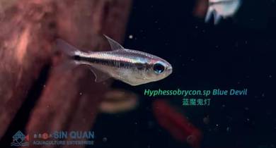 Blue Devil tetra fish