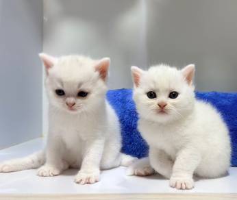 White BSH