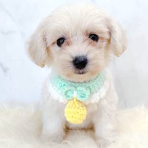 Maltipoo