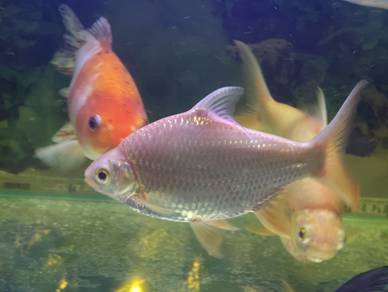 ikan lampam