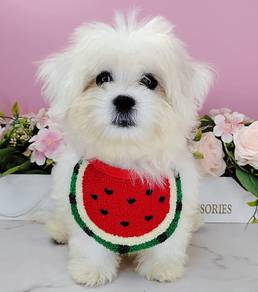 Bichon Frise