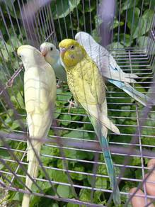 burung baji