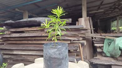 podocarpus live plant pokok hidup
