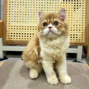 Persian