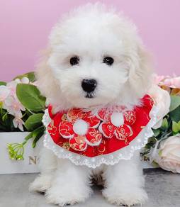Bichon