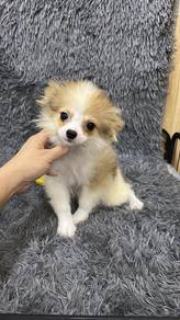 博美男
Pomeranian 
M-299
Dob : 20-05 -26
