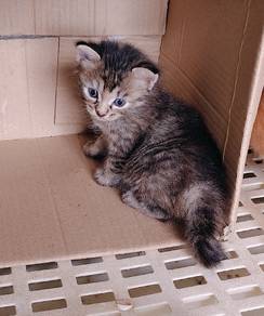mix Persian ibu dn anak
