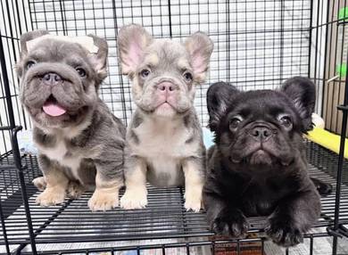 FRENCH BULLDOG PUPPIES 🌻VIP126 Long Fur / Girl