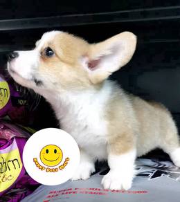 HHT-11106 Welsh Corgi brown & white coated PUPPY