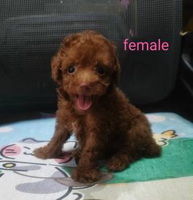 toy poodle 