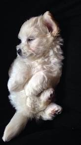 T3449 Rosy Maltese white fluffy puppy Puppy Dog