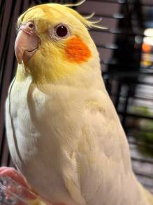 Cockatiel