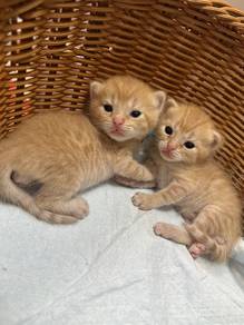 British shorthair Red Tabby