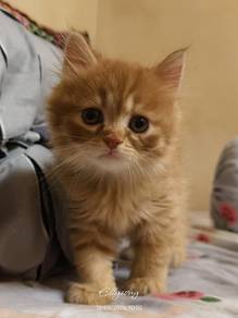 American curl mix dlh