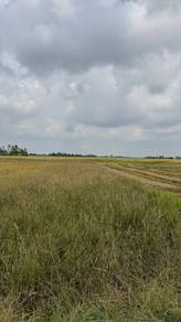 Agricultural Land in Pokok Sena, KDH