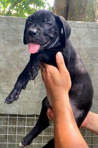 TRR3333 Cane Corso pure breed #MKA puppies