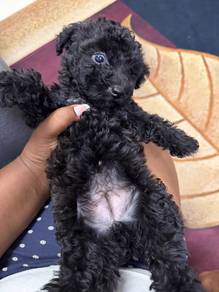 Toy Poodle