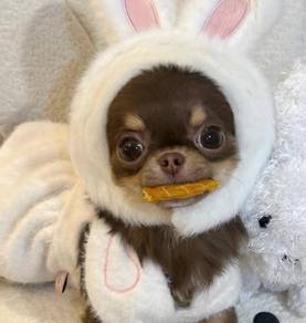 Chihuahua