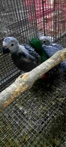 Burung African grey parrot Hand feed Siap lesen