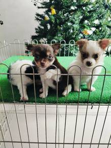 Chihuahua 5